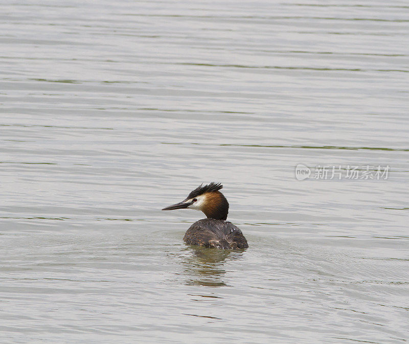 夏季羽毛的大冠毛鸊鷉(Podiceps cristatus)